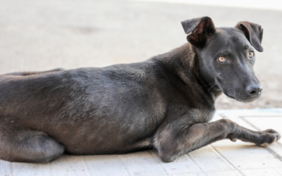 The skinny on a few common health issues