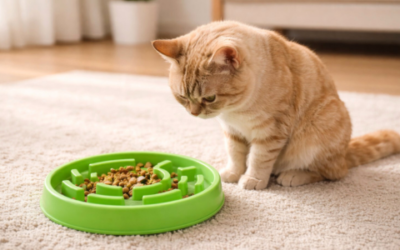 The how and when of healthy feline feeding routines