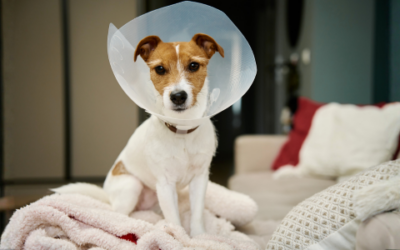 Post-operative wound swelling: is it a worry?
