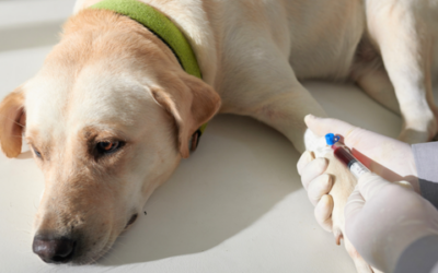 What can a simple blood test tell us?