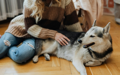 Bloody diarrhoea in dogs: when it’s an emergency