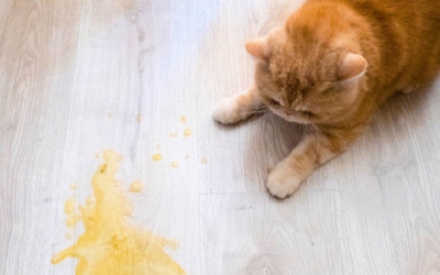 Bile vomiting: why is my pet vomiting yellow foam