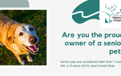 Senior Pet Month in May at Mira Mar Vets