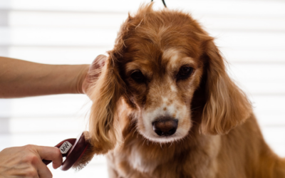 Supporting your pet’s skin health this winter