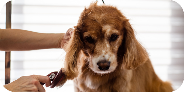 Supporting your pet’s skin health this winter