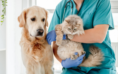 Why does emergency and specialist veterinary care cost more?
