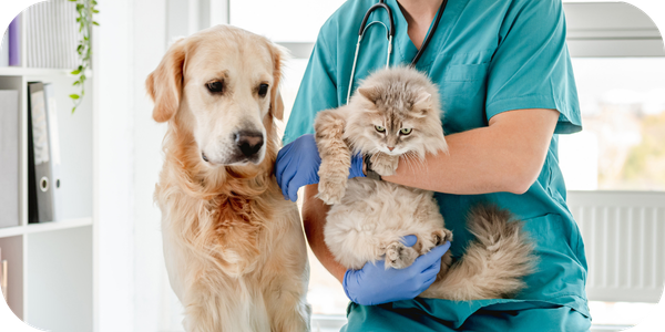 Why does emergency and specialist veterinary care cost more?