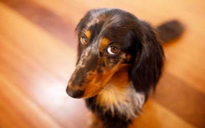 Why has my older dog started weeing in the house?