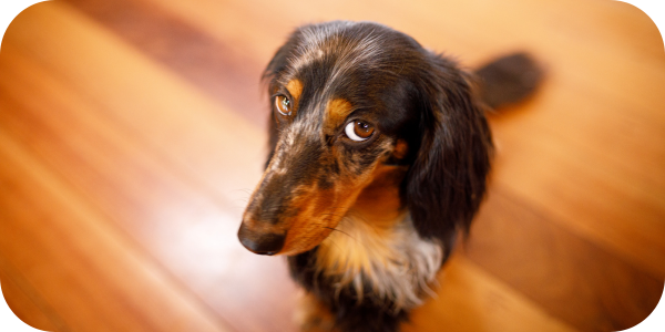 Why has my older dog started weeing in the house?