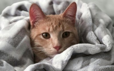 Senior cat cold weather support
