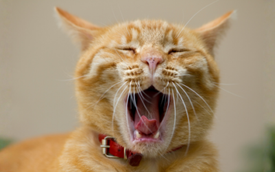5 reasons for bad breath in cats