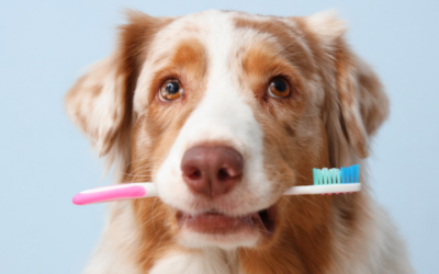 Myth-busting pet dental hygiene