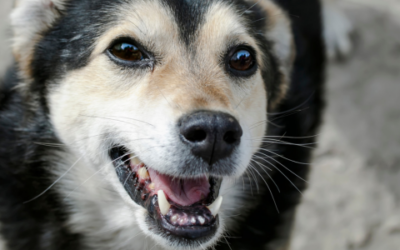 Your pet should be fine after tooth extractions. Here’s why
