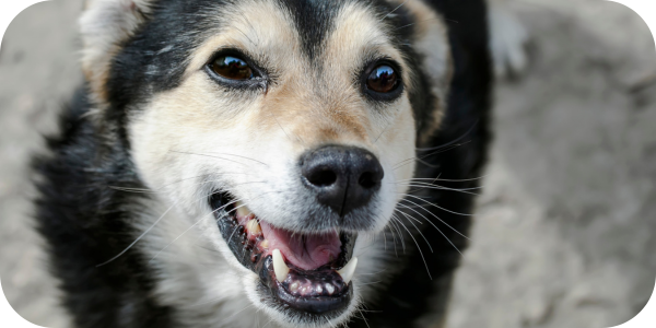 PCN-4—Your-pet-should-be-fine-after-tooth-extractions.-Here-rsquo-s-why