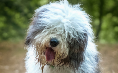 Idiopathic vestibular disease
