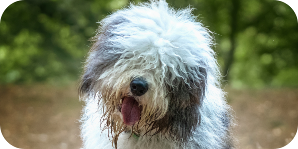 Idiopathic vestibular disease