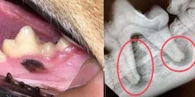 Pet Dental Health Month at Mira Mar Vets