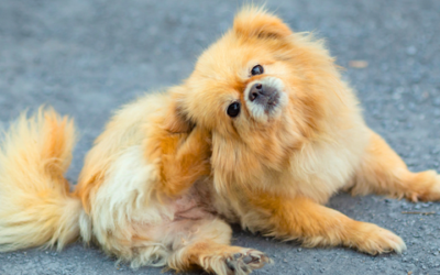 Why is my pet so itchy?