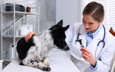 Irritating ear issues: What can help?