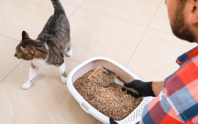 Cats and toxoplasmosis: What’s the risk?