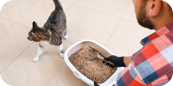 PCN-4—Cats-and-toxoplasmosis_-What-rsquo-s-the-risk