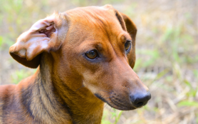 Ernie’s ears: More than dry skin