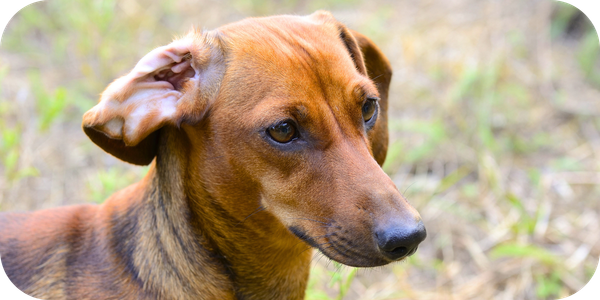 PCN-5—Ernie-rsquo-s-ears_-More-than-dry-skin