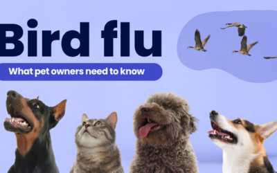 Bird flu: what pet owners need to know