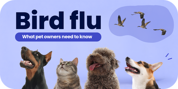 _FB—Bird-Flu-Extra-Content–2026—October