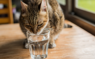 Is your cat drinking enough?