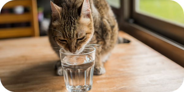 PCN-1—Is-your-cat-drinking-enough