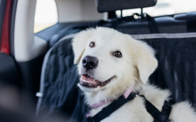 On the road: helping your pet travel safely and comfortably