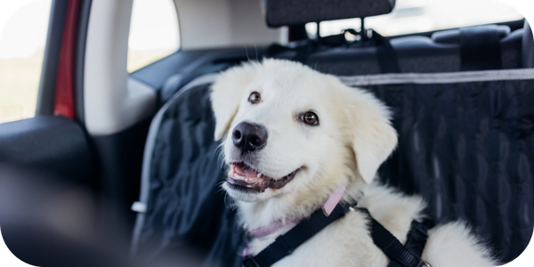 PCN-1—On-the-road_-helping-your-pet-travel-safely-and-comfortably