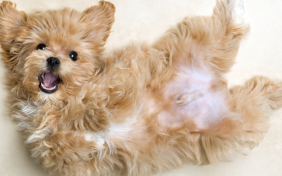 Gut health 101