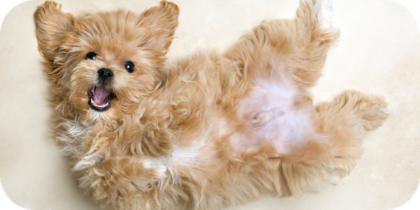 PCN-2—Gut-health-101