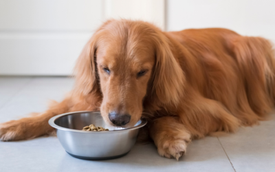 Medical meals: Can food be part of the treatment?