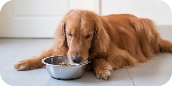 PCN-4—Medical meals Can food be part of the treatment